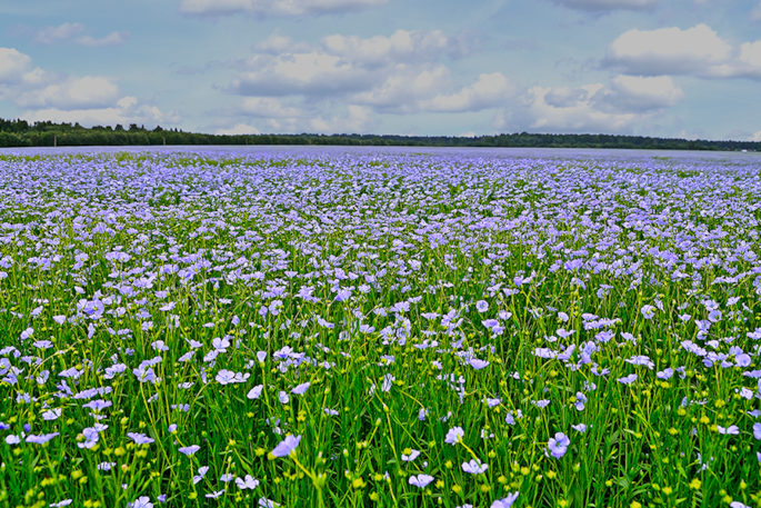 Flax crop field